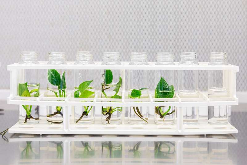 Can a genetically modified plant clean the air in your home?
