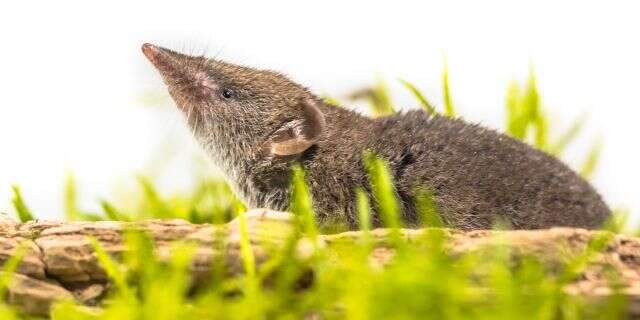 A white-toothed shrew.