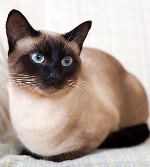 The Glasgow researchers also reported that a Siamese cat developed mild Covid but recovered (stock image)