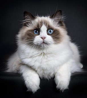 The cat that died was a Ragdoll kitten that developed pneumonia after its owner had Covid (stock image)